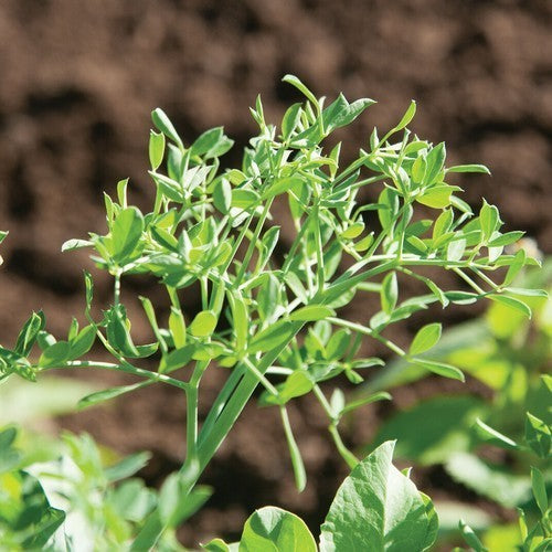 Micro Pea Shoot 'Petite Snap-Greens'