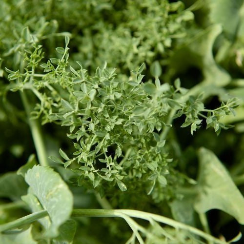 Micro Pea Shoot 'Petite Snap-Greens'