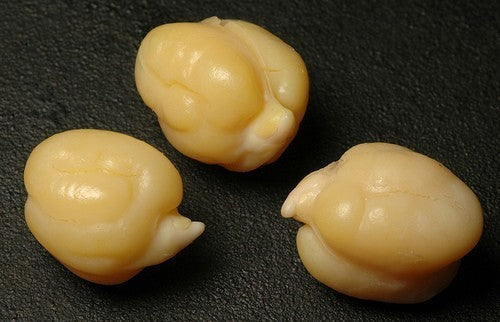Chickpeas 'Sultano' / 'Principe'