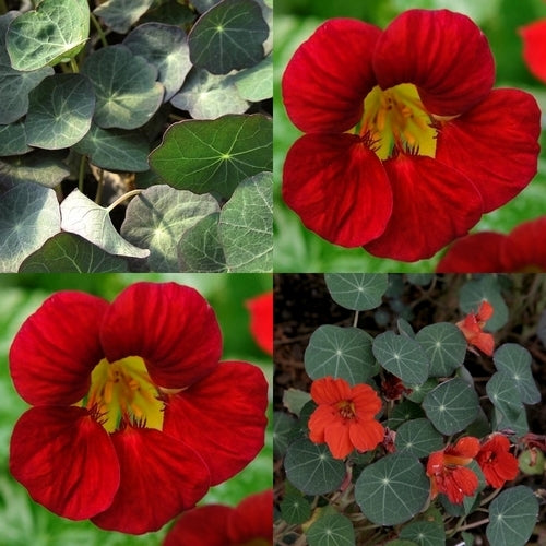 Lima-Kers 'Dark Leaf'