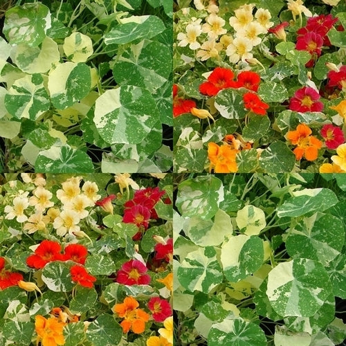 Lima-Kers 'Variegated Leaf'