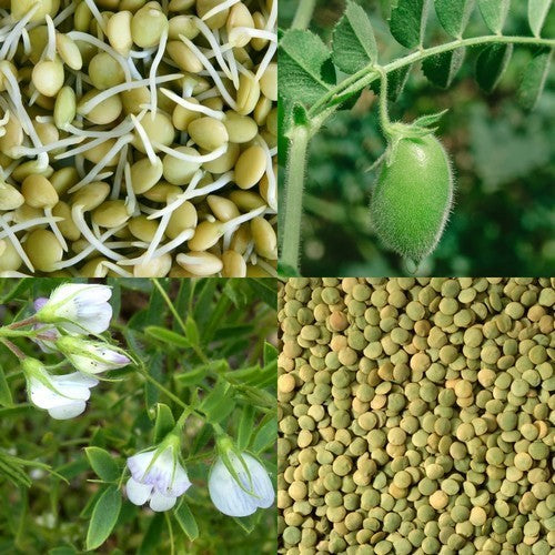 Linzen, Groene 'Dupuis'