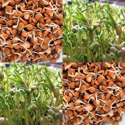 Lentils, Red