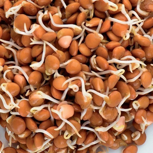 Lentils, Red