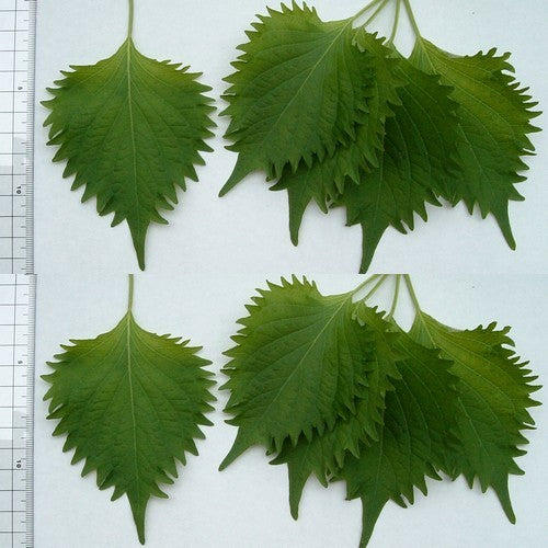 Groene perilla