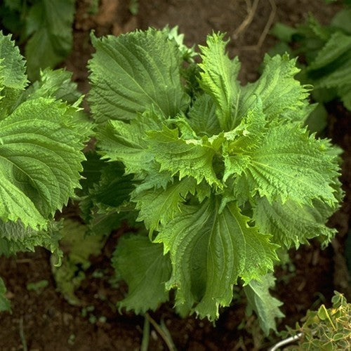 Groene perilla
