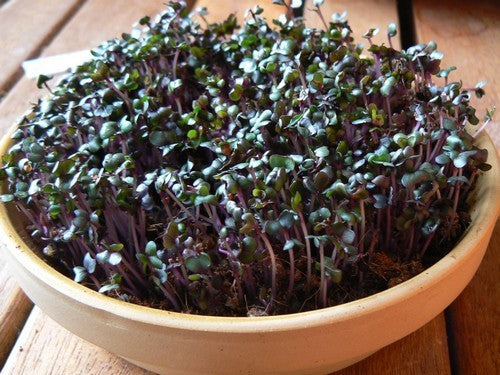 Red Cabbage Cherry