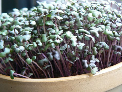 Red Cabbage Cherry