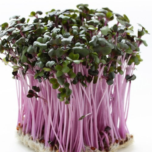 Red Cabbage Cherry