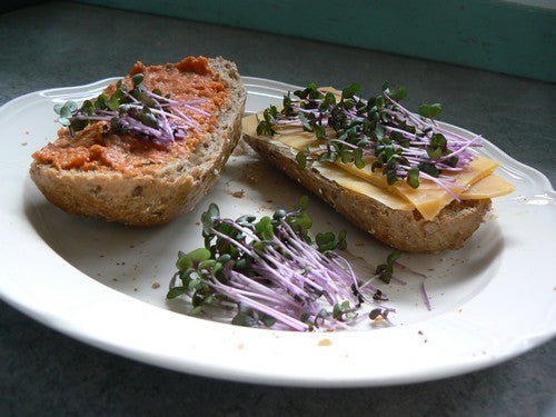 Red Cabbage Cherry