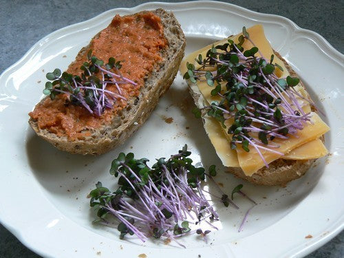 Red Cabbage Cherry