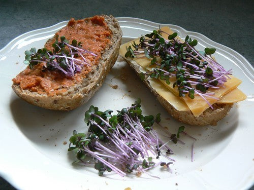 Red Cabbage Cherry