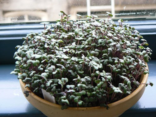 Red Cabbage Cherry
