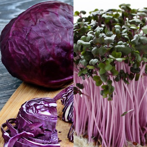 Red Cabbage Cherry