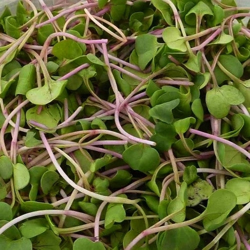 Radijskiem, Roze 'Rioja Improved'