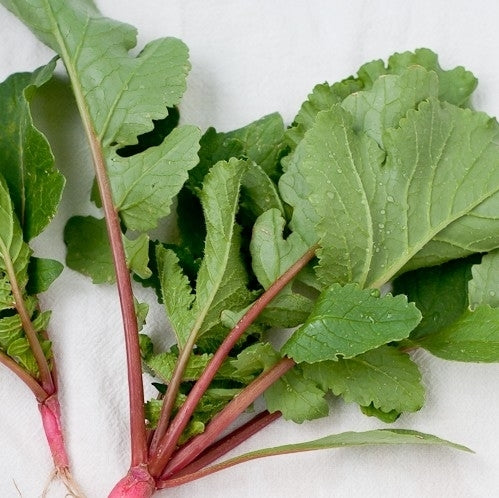Radijskiem, Roze 'Rioja Improved'