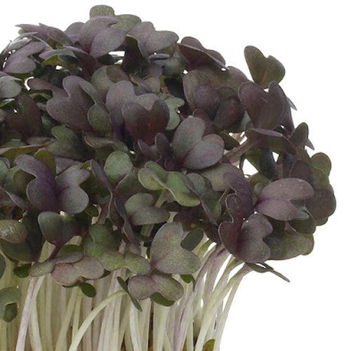 Mustard-Leaf Lettuce 'Red Mustard'