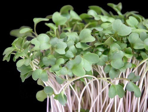 BroccoliKers