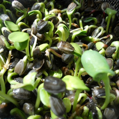 Zonnebloemkiem
