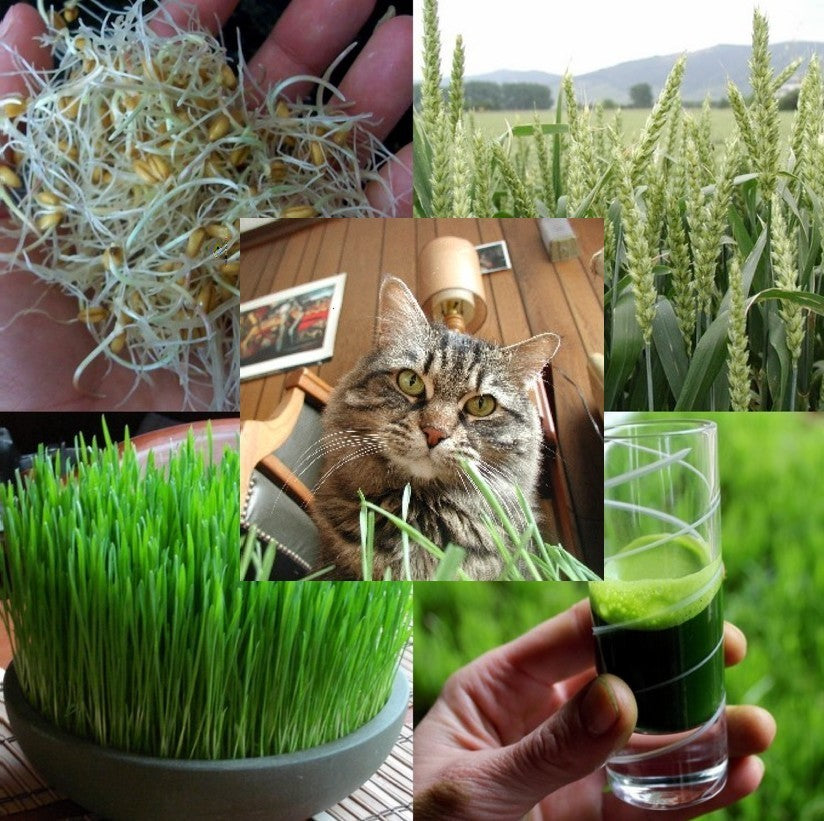 Tarwekiem / KattenGras 'Lavett'