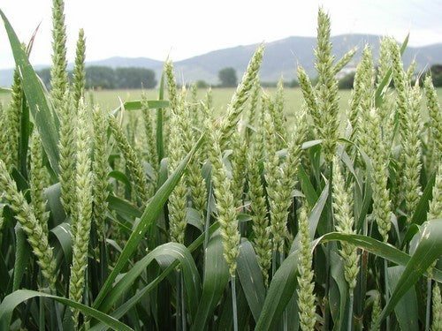Tarwekiem / KattenGras 'Lavett'