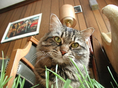Tarwekiem / KattenGras 'Lavett'