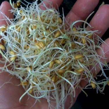 Tarwekiem / KattenGras 'Lavett'
