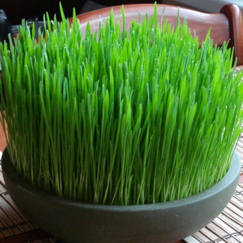 Tarwekiem / KattenGras 'Lavett'