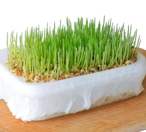 Tarwekiem / KattenGras 'Lavett'