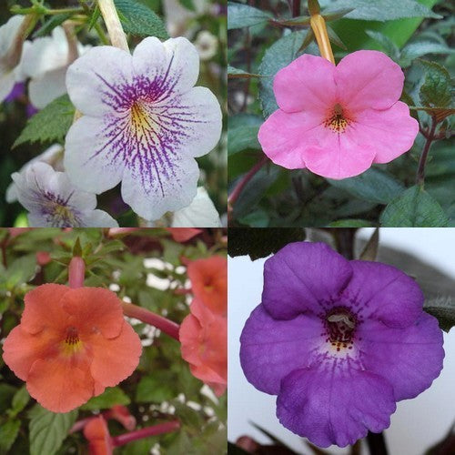 Achimenes hybrida 'Clear Mixture'