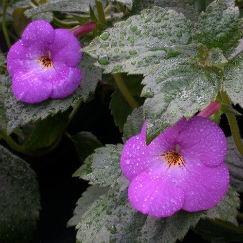 Achimenes hybrida 'Clear Mixture'