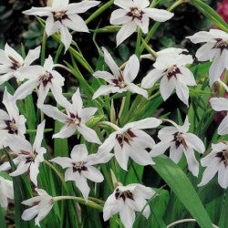 Acidanthera Bicolor 'Murielae'