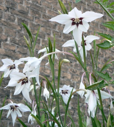 Acidanthera Bicolor 'Murielae'