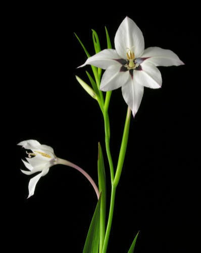 Acidanthera Bicolor 'Murielae'