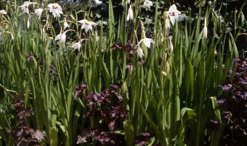 Acidanthera Bicolor 'Murielae'