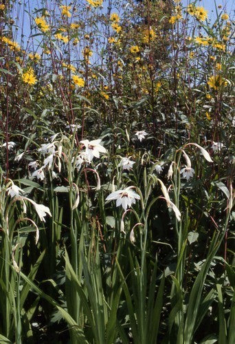 Acidanthera Bicolor 'Murielae'