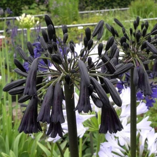 Agapanthus inapertus 'Black Magic'