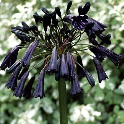 Agapanthus inapertus 'Black Magic'