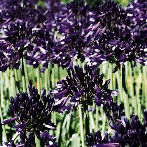Agapanthus africanus 'Black Pantha'