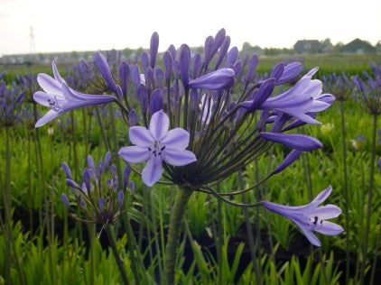 Agapanthus africanus 'Blue Sunfield' / 'Dr. Brouwer' / 'Elis'