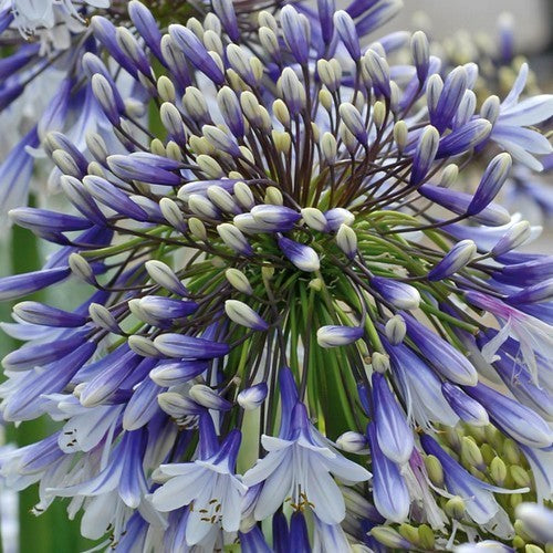 Agapanthus africanus 'Fireworks'