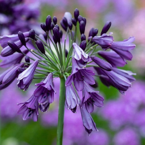 Agapanthus africanus 'Poppin Purple'