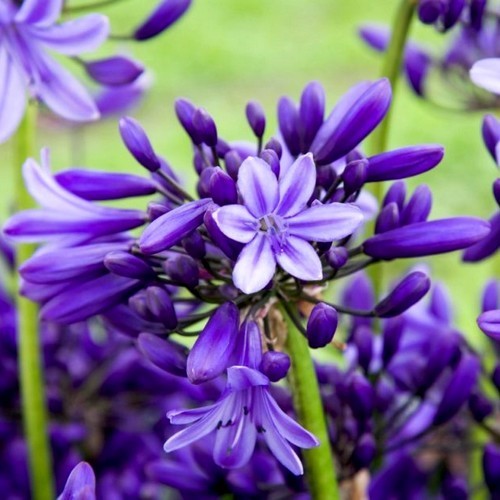 Agapanthus africanus 'Pretty Heidy'