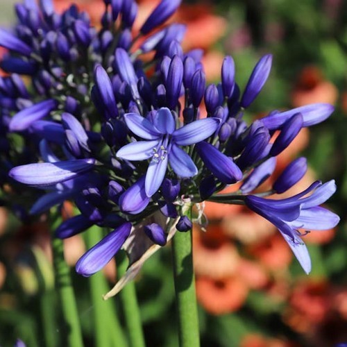 Agapanthus africanus 'Pretty Heidy'