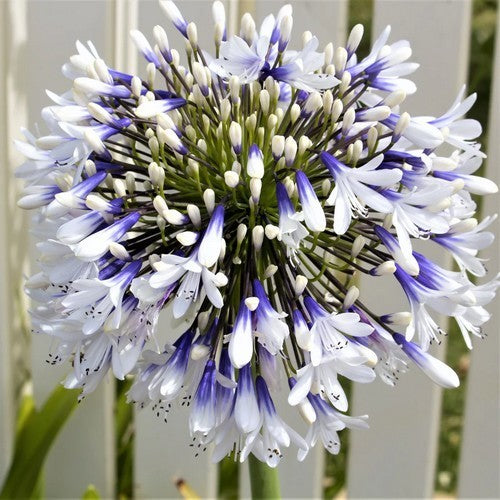 Agapanthus africanus 'Twister'
