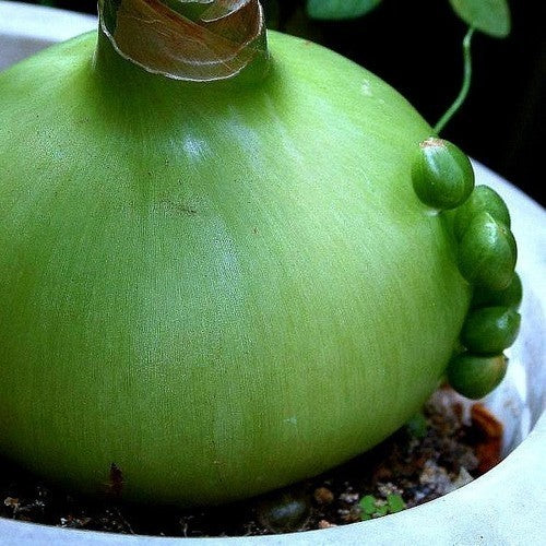 Albuca bracteata Broedbolletjes