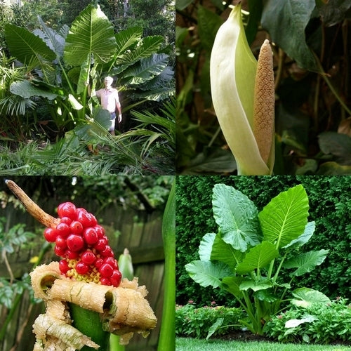 Alocasia macrorrhizos