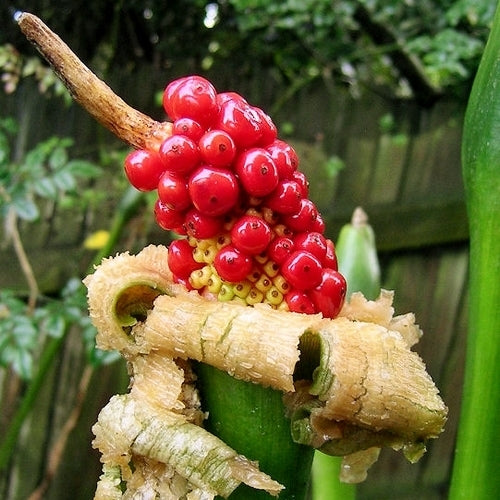 Alocasia macrorrhizos