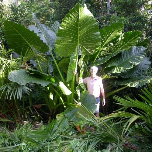 Alocasia macrorrhizos