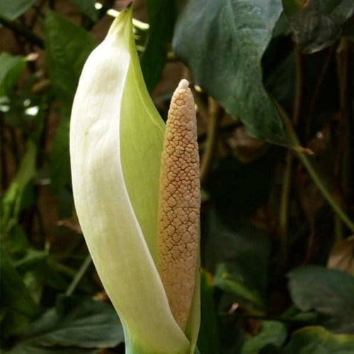 Alocasia macrorrhizos